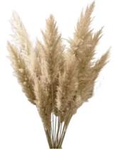 Kit 5 Haste Pluma Natural Para Decoração Capim Dos Pampas - FLORA FULL