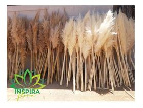 Kit 5 Haste Pluma Natural Para Decoração Capim Dos Pampas