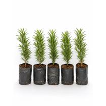 Kit 5 Mini Podocarpo Muda Natural 10 a 15 cm Para Jardim e Paisagismo Kit 5 Mini Podocarpo Muda Natural 10 a 15 cm Para Jardim e Paisagismo