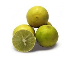 Kit 5 Muda de Limão Galego enxertado