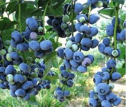 Kit 5 Muda de Mirtilo - BlueBerry Preste a Produzir (estaca) Kit 5 Muda de Mirtilo - BlueBerry Preste a Produzir (estaca)