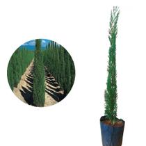 Kit 5 Mudas de Cipreste Vela 20 a 40cm AMK - Plantas Online