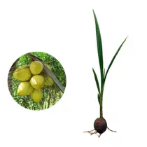 Kit 5 Mudas de Coco Anao Verde 50 a 80cm AMK Plantas Online