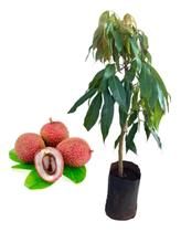 Kit 5 Mudas De Lichia Kit 5 Mudas De Lichia