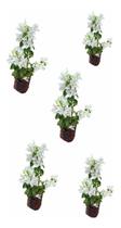 Kit 5 Mudas De Primavera Branca