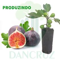 Kit 5 Mudas Figo Roxo de Valinhos - PRODUZINDO Kit 5 Mudas Figo Roxo de Valinhos - PRODUZINDO