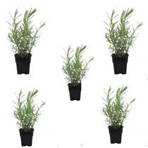 Kit 5 Mudas Lavanda Francesa Alfazema Arbusto Decorativo - LELO PRESENTES Kit 5 Mudas Lavanda Francesa Alfazema Arbusto Decorativo - LELO PRESENTES