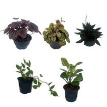 Kit 5 Mudas Peperômias Variadas Mistas Planta Natural Rara Kit 5 Mudas Peperômias Variadas Mistas Planta Natural Rara