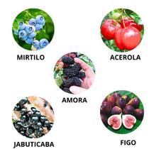 Kit 5 Mudas Produz Ano Inteniro 1 Acerola 1 Amora 1 Figo 1 Jabuticaba 1 Mirtilo Clonadas Kit 5 Mudas Produz Ano Inteniro 1 Acerola 1 Amora 1 Figo 1 Jabuticaba 1 Mirtilo Clonadas