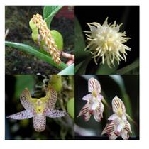 Kit 5 Orquideas Bulbophyllum Plantadas No Vaso Colecionador