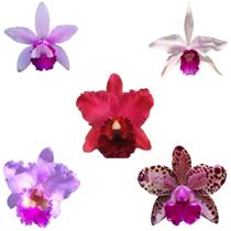 Kit 5 Orquideas Cattleya Adultas