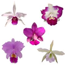 Kit 5 Orquideas Cattleya Adultas Kit 5 Orquideas Cattleya Adultas