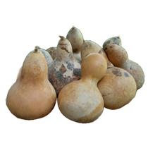 Kit 5 Unidades Mini Cabaça Ou Porongo Para Artesanatos Em Geral