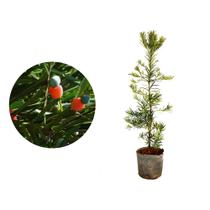 kit 50 Mudas de Podocarpo 20 a 40cm AMK - Plantas Online