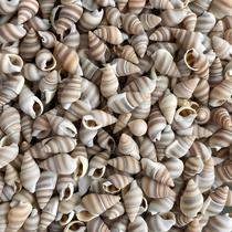 Kit 500 Peças Mini Concha Espiral Listado Com Furo Mar Praia Umbanda