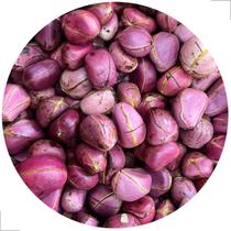 Kit 50un Semente Obi Africano 4 Gomo Ritual Candomblé