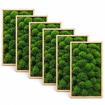 Kit 5cx Musgo Fofão Vivo Natural Para Kokedama Bonsai Terrário Kit 5cx Musgo Fofão Vivo Natural Para Kokedama Bonsai Terrário