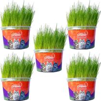 Kit 5un Graminha para Gatos - Mister Grama Kit 5un Graminha para Gatos - Mister Grama