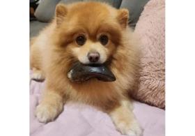 Kit 6 Cascos Bovinos Pacote com 6 unidades Mordedor Natural para Cães e Filhotes