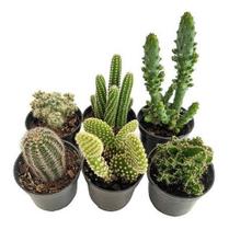 Kit 6 Mini-cactos Variados Sortidos Plantas Naturais Decoração Interiores