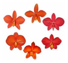 Kit 6 Mini Orquídeas Sophronitis Espécies Plantas Adultas Kit 6 Mini Orquídeas Sophronitis Espécies Plantas Adultas