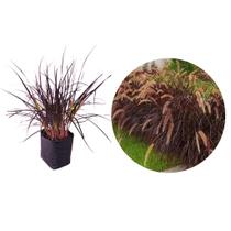 Kit 6 mudas Capim do Texas Rubro