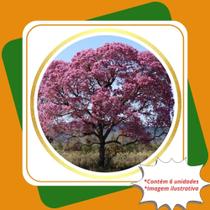 Kit 6 Mudas de Ipê Roxo Handroanthus Impetiginosus Mart. ex DC. Mattos.