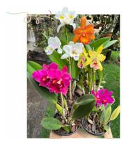 Kit 6 Orquideas Catleya Com Flor Variadas - docel@r