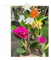 Kit 6 Orquideas Catleya Com Flor Variadas Kit 6 Orquideas Catleya Com Flor Variadas