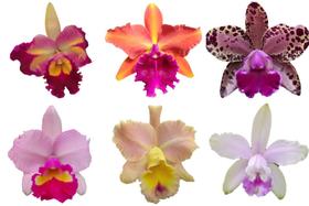 Kit - 6 Orquídeas Cattleya Adultas - ORQUIVITRO