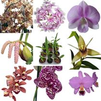 Kit 6 Orquideas Variadas Planta Exótica Mudas Rara Pote 7