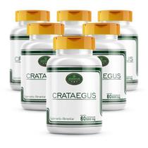 Kit 6 Potes Crataegus 100% Pura Cápsulas 500Mg -