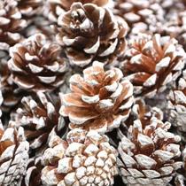 Kit 6 Unidades de Mini Pinhas com Efeito Neve para Árvores de Natal