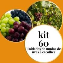 Kit 60 Mudas de Uva Enxertadas