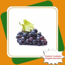 Kit 7 Mudas de Uva Vênus Vitis s Para Sul e Sudeste