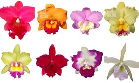 Kit 8 Mudas De Orquídeas