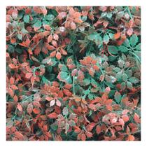 Kit 8 Placas Muro Inglês Jardim Vertical Artificial Avermelhada 40x60cm