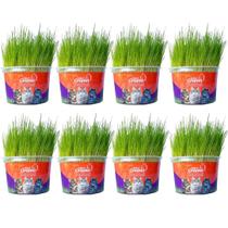 Kit 8un Graminha para Gatos - Mister Grama