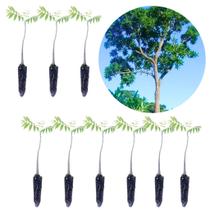 kit 9 mudas Cedro Autraliano(Toona ciliata) kit 9 mudas Cedro Autraliano(Toona ciliata)