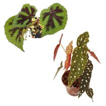KIT Begonia Masoniana Cruz De Ferro+Begonia Maculata Exotica KIT Begonia Masoniana Cruz De Ferro+Begonia Maculata Exotica