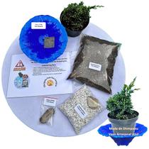 Kit Bonsai Faça Você Mesmo Com Uma Muda De Shimpaku - Vaso Artesanal Azul