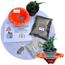 Kit Bonsai Faça Você Mesmo Com Uma Muda De Shimpaku - Vaso Artesanal Laranja