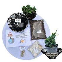 Kit Bonsai Faça Você Mesmo Com Uma Muda De Shimpaku - Vaso Artesanal Preto