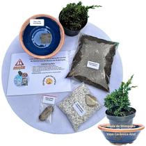 Kit Bonsai Faça Você Mesmo Com Uma Muda De Shimpaku - Vaso Cerâmica Azul