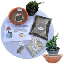 Kit Bonsai Faça Você Mesmo Com Uma Muda De Shimpaku Vaso Cerâmica Laranja