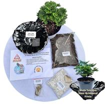 Kit Bonsai Faça Você Mesmo Com Uma Muda De Tuia Anã - Vaso Artesanal Preto