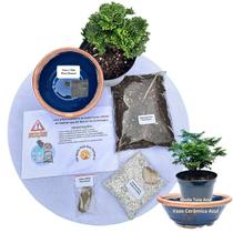 Kit Bonsai Faça Você Mesmo Com Uma Muda De Tuia Anã - Vaso Cerâmica Azul