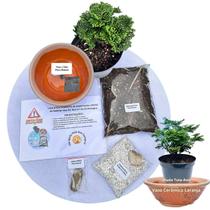 Kit Bonsai Faça Você Mesmo Com Uma Muda De Tuia Anã - Vaso Cerâmica Laranja