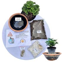Kit Bonsai Faça Você Mesmo Com Uma Muda De Tuia Anã - Vaso Cerâmica Preto