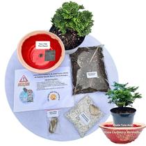 Kit Bonsai Faça Você Mesmo Com Uma Muda De Tuia Anã - Vaso Cerâmica Vermelho